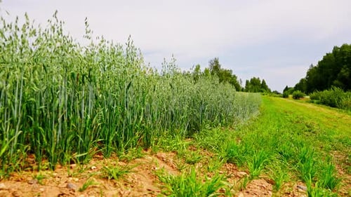 Push In Over Grassy Field to Edge of Oats in Dense Agricultural Rows
