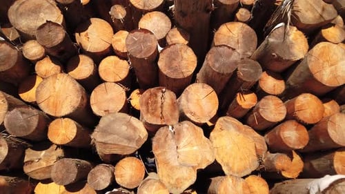 Pile of wooden logs, timber industry, logging