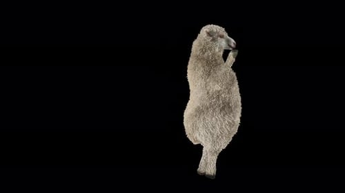 Dancing Sheep Animation on Alpha Channel