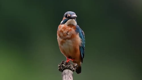 This Common Kingfisher was so friendly that it allowed me to come very close as I took this footage;