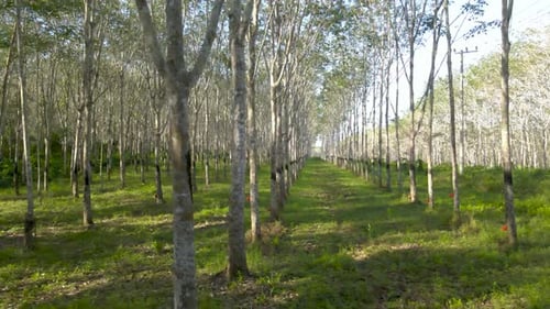 Gummiplantage: Grüne Oase der Nachhaltigkeit