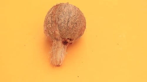 Whole Coconut in Husk on Yellow Background