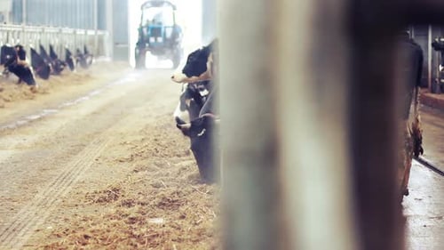 Modern Farm Barn with Milking Cows Eating Hay/Cows Feeding on Dairy Farm/Cows