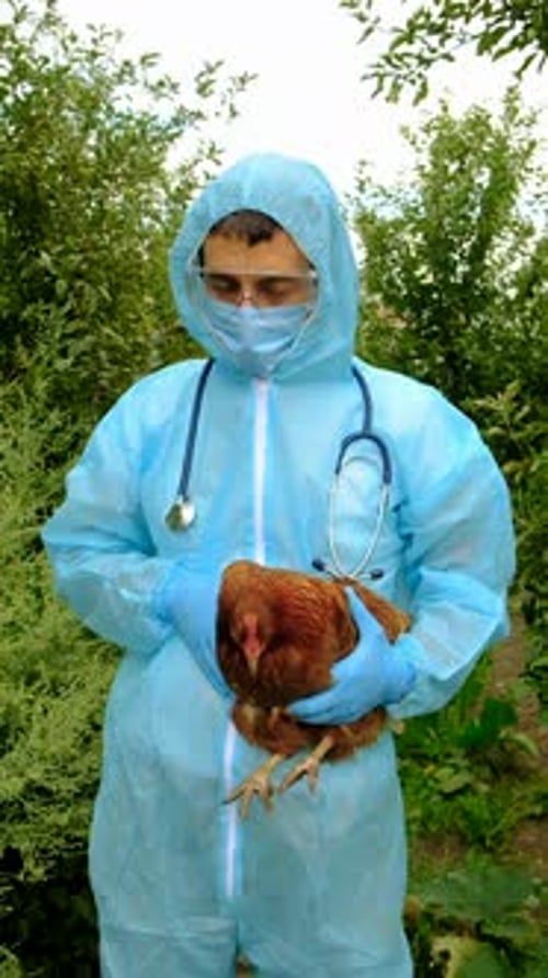 Man in Protective Suit Holding a Chicken
