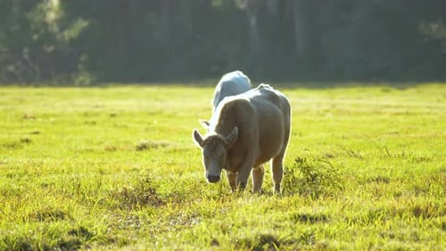 Milk Cows Grazing on Green Farm Pasture on Summer Day