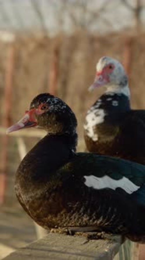 Canards grillagés verticaux se reposant au bord de l'eau dans un environnement de ferme tranquille