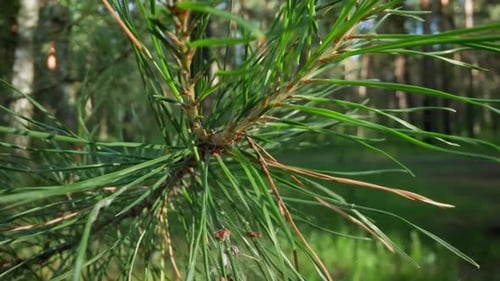 Spider Silk on Pine Branch in SoftFocus Forest