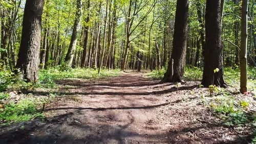 Forest path. Green trees. Flying a drone through a forest. Green forest. Slow, cinemaitic forest sho