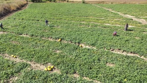 Aerial View Of Workers Working For Melon Harvest In Farmland