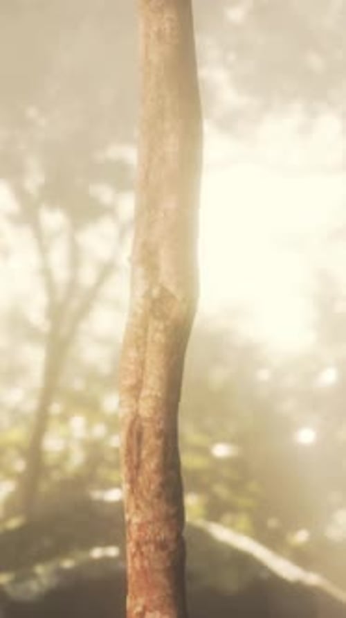 Sunny Forest Early in the Morning
