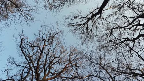 Ominous pull out shot of tree branches silhouetted against blue sky