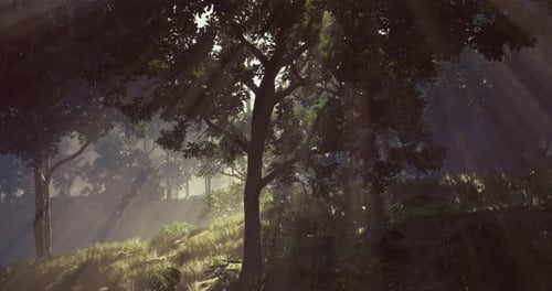 Light Filters Through Trees in a Serene Forest Landscape at Dawn