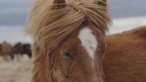 Chestnut with flaxen mane Icelandic horse close up during windy day