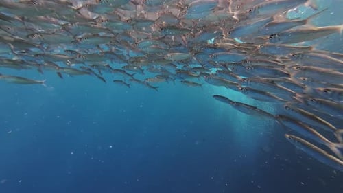 Underwater View of Shoal Sardine Fish in Sea