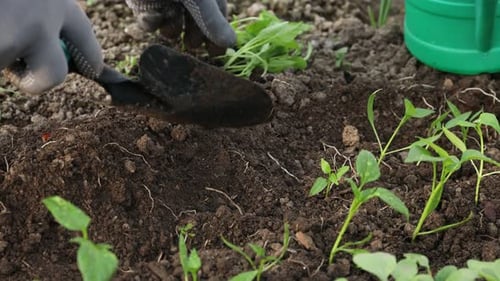 Jardinier en gants avec pelle plantant des plants dans le sol, gros plan
