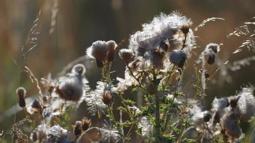Fluffy thistle-down gently lit by the low morning sun. Parallax video. Bokeh background.
