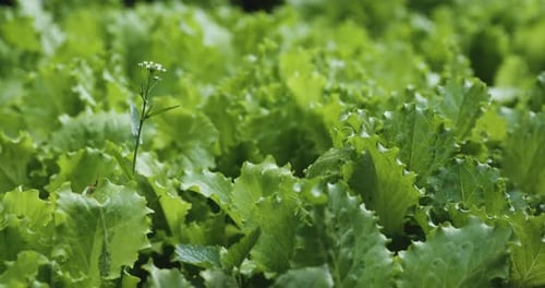 Close-up shot of a young, fresh lettuce growing in a natural, organic garden.