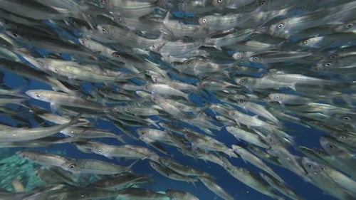 Underwater View of Shoal Sardine Fish in Sea