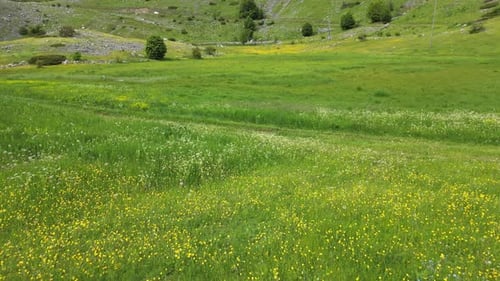 Flying low over a meadow with mountain flowers. Lots of mountain flowers. Aerial view.