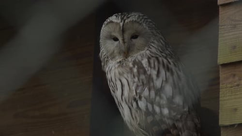 schöne Eule schaut sich mit einem Holzzaun im Hintergrund um