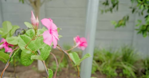 La caméra zoome de plus près à distance, révélant une floraison rose, un bourgeon non ouvert, des feuilles brillantes dans le jardin