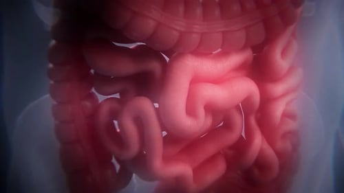 Animated 3D Human Intestines for Medical Visualizations