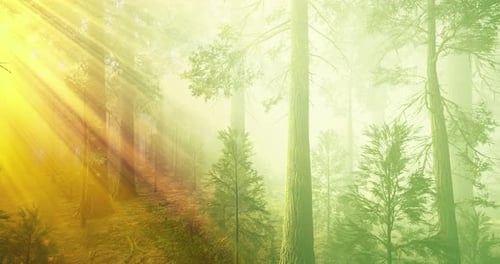 Soft Golden Sunlight Streams Through Tall Trees Illuminating the Misty Forest