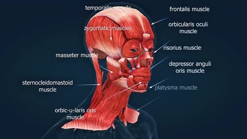 3D Animation of Human Face and Neck Muscles with Labels