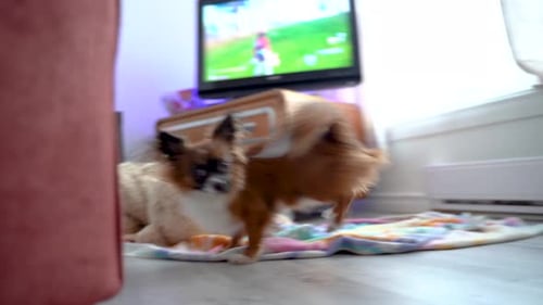 Playful Small Dog Exploring Indoors