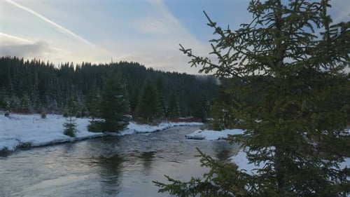 Pan view of a mountain river flowing through fir forests in a winter atmosphere at sunset.