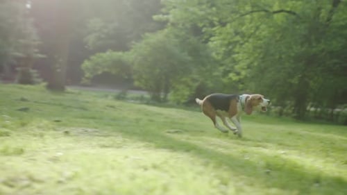 Cute Little Active Beagle Puppy Running on the Grass in the Beautiful Green Park Playing with a