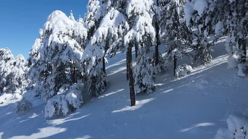 Prise de vue par drone sous la neige dans un pin