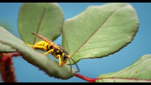 Bee - 2K