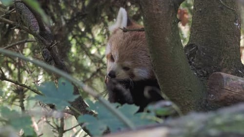 Red Panda Grooming Itself in a Tree