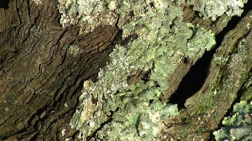 Crustose lichen growing on tree bark.