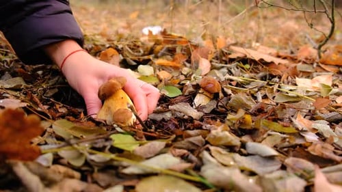 Mushroom Picking in the Forest Selective Focus