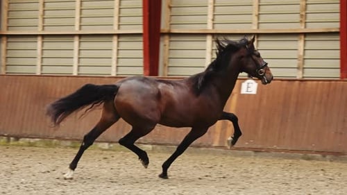 Beautiful Brown Horse Galloping Fast Along the Indoor Arena