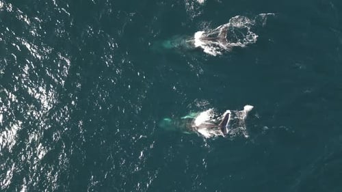 A pair of whales appeared on the ocean surfaced briefly and dived right back into the depth. Aerial