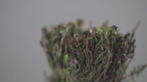Close Up of a Bundle of Thyme