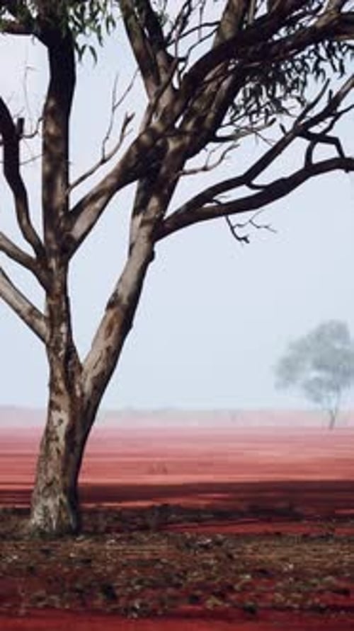 A Solitary Tree Standing in a Vibrant Red Field