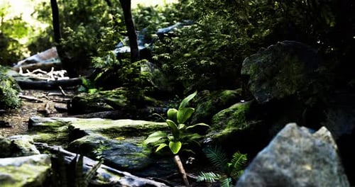 Nature Trail in a Serene Forest with Lush Greenery and Mossy Rocks