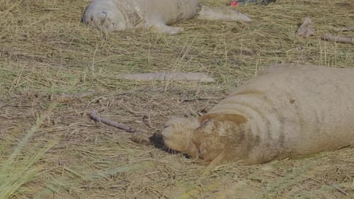 Atlantic Grey seal breeding season, newborn pups with white fur, mothers nurturing and bonding in th