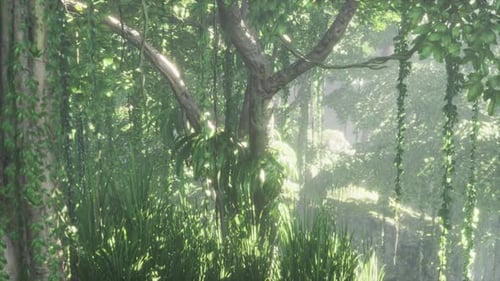 Jungle Forest Trees in Deep Fog