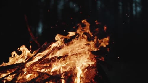 Campfire Burning Brightly at Night in Forest