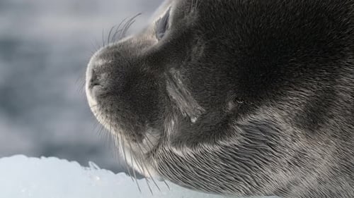 Close Up Portrait of Seal Resting on Floating Ice Block in the Arctic Sea