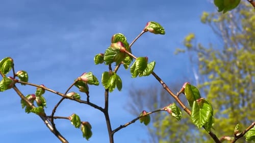 Spring Blossoming Buds on a Tree Branch