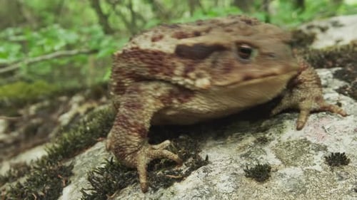 Common Toad or European Toad on Stone