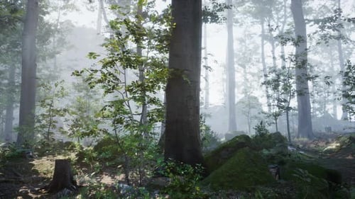 Panoramic View of the Majestic Evergreen Forest in a Morning Fog
