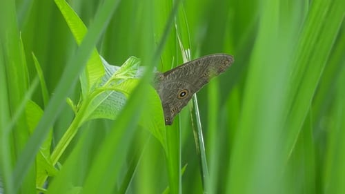 Schmetterling entspannt sich auf Reisgras.