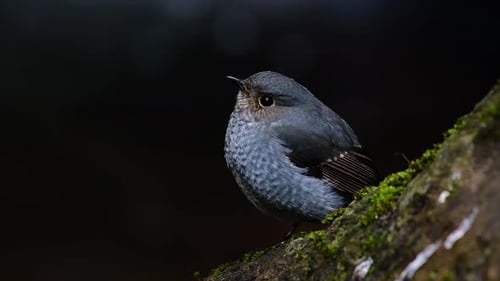 This female Plumbeous Redstart is not as colourful as the male but sure it is so fluffy as a ball of